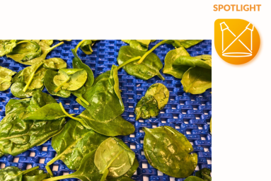 Green spinach leaves are spread out on a blue conveyor belt